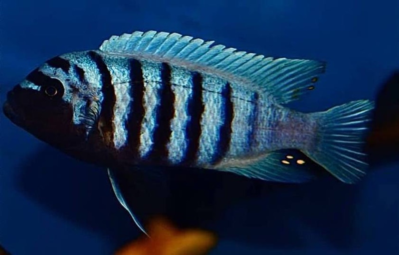 Maylandia zebra 'Mitande Reef (Rocks)'